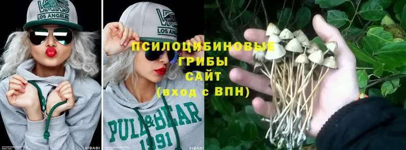 где можно купить наркотик  ОМГ ОМГ как войти  Псилоцибиновые грибы Magic Shrooms  Горнозаводск 